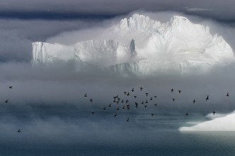 Big Fjord, Little Auks