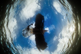 Nordic Wildlife Photographer of the Year