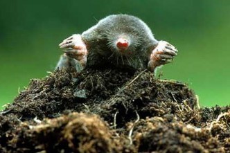 Mr Mole the Archaeologist